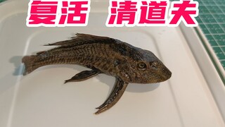 清道夫生命力顽强，放在太阳下晒干，据说还能复活？帅小伙亲测