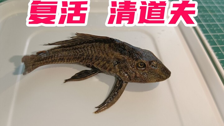 清道夫生命力顽强，放在太阳下晒干，据说还能复活？帅小伙亲测