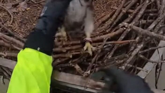 Stormy Flood Rescues an Eagle Chick  Real Rescue Footage