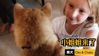 柴犬和外国小姐姐一起玩耍，还能更治愈吗！萌炸了【柴犬Oka】