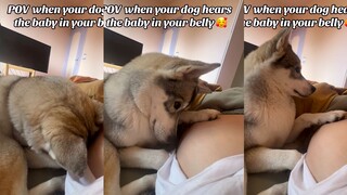 When a dog hears the sound of the baby in its owner's belly
