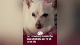 TOBY KEITH VỪA ĐƯỢC GUINNESS CÔNG NHẬN LÀ CHÚ CHÓ GIÀ NHẤT THẾ GIỚI KHI CÒN SỐNG 60giay theanh28 tiktoknews onhaxemtin thucung thegioidongvat