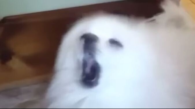 FUNK DO GÁS em CACHORRÊS