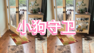 迷你小狗是这个家的守护神～❤️