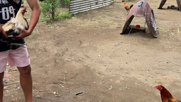 Practice muna si magic grey 🐓