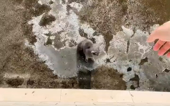 يُقترح إدراج تربية القطط ضمن معايير التقييم