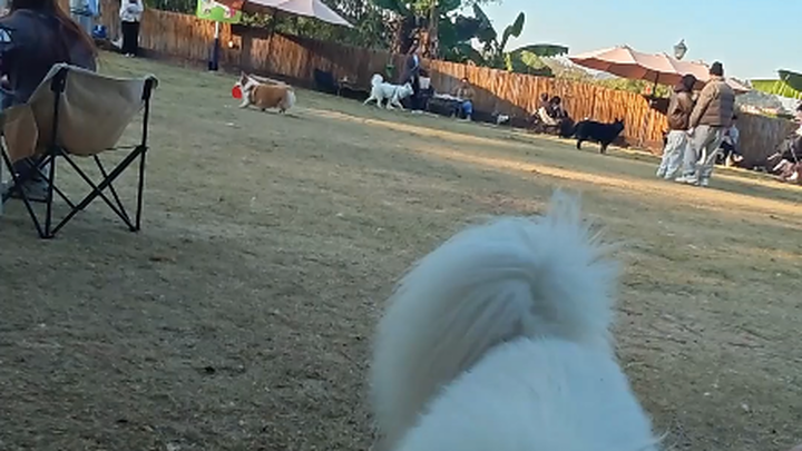 【Nuòzi】Ketika anjing pemandu Xiao You tidak bertugas, seperti apa sih dia di taman hewan peliharaan?