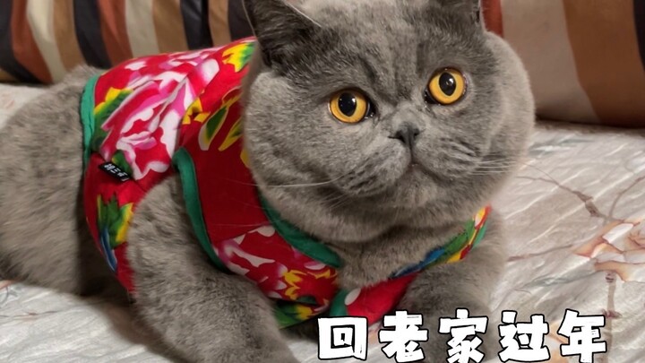 Kucing yang tahun lalu menangis saat tetap tinggal di rumah saat Tahun Baru Imlek, tahun ini sudah p