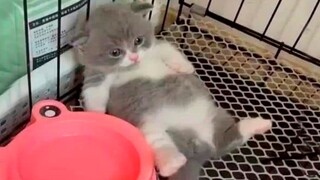 Best Funny Animal Videos Of The 2023 🤣 - Funniest Cats And Dogs Videos 😺😍