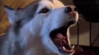 ما مدى الضجيج الذي يمكن أن يسببه كلب هاسكي في المنزل؟
