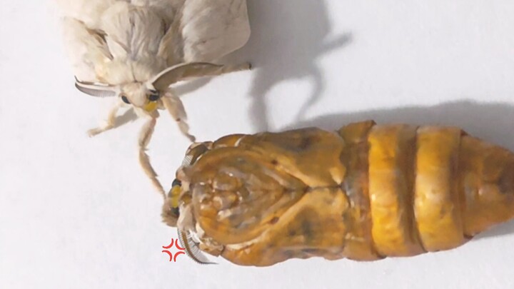 Don’t beat the moth that has already emerged from its pupa if another moth is still emerging ⚠️