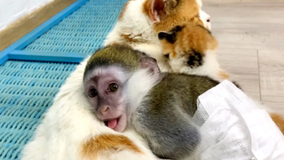 "กลับมาหาฉัน!" - ลูกลิงซูซี่กังวลลูกแมวหลุดออกมาคลานไปหาแม่แมว