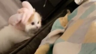 当小奶猫想上主人的床时