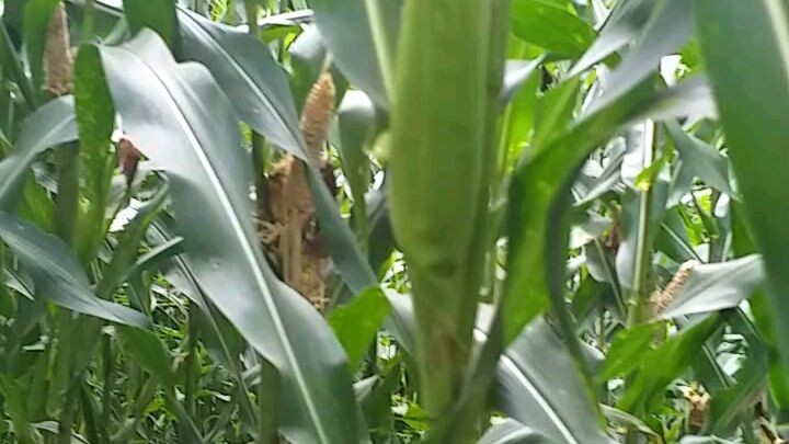 Rats are the worst vertebrate animal in Corn production. 1% damage is considered a big problem!