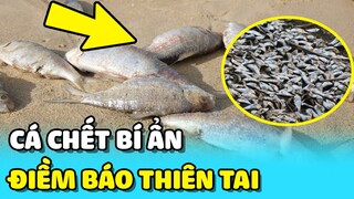 💥Hiện tượng CÁ CHẾT BÍ ẨN chồng chất trên biển gây HOẢNG SỢ cho người dân | TIN GIẢI TRÍ