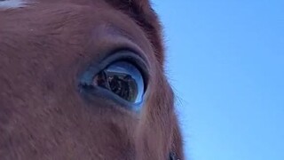 Are the other horses good looking?
