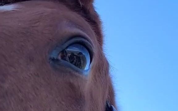 هل الخيول الأخرى جميلة المظهر؟