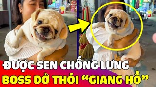 Chú Boss tỏ thái độ 'GIANG HỒ' khi bị trêu nhưng hóa ra phải nhờ Sen chống lưng 😅 Gâu Đần