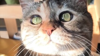 Apa yang kamu makan? Biar aku lihat