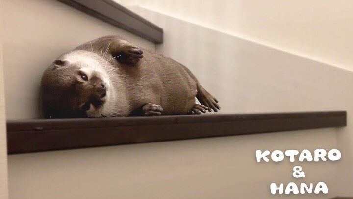 How Otters React During an Earthquake… [Kotaro & Hana]