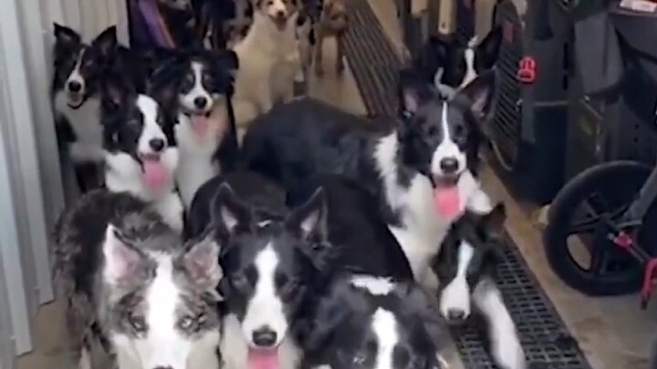 A large pack of Border Collies is “in a meeting”—their owner calls them one by one, and whoever’s na