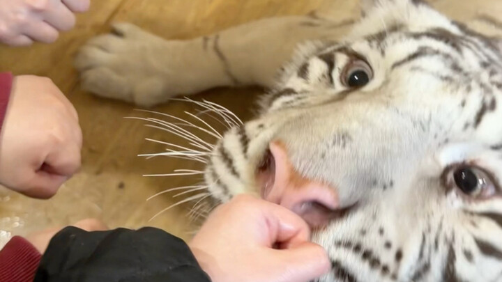 เดาสิว่าฟัวกราส์อยู่มือไหน?