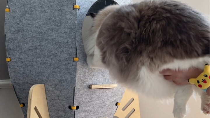 ที่แท้แมวก็มีปมในใจเหมือนกันนะ!