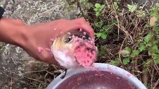 鱼：比TM杀了我还难受！