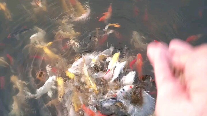 ikan