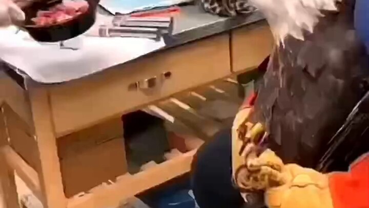 It's indeed a bird of prey.