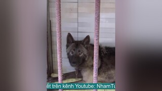 T2: Chó Sói tại Việt Nam - Trên kênh Youtube Nhâm Tuất TV nhamtuattv nhamtuat nttv chó chó_cưng thúcưng