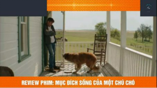 REVIEW PHIM : Mục đích sống của 1 chú chó (pcuoi) #rvphimcuocsong