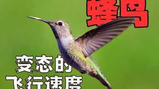 Why is the hummingbird so fast? Why does it seem like it's moving frame by frame?
