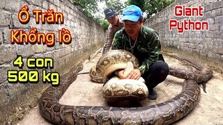 Ổ Trăn Khổng Lồ Lớn Nhất Thế Giới 4 Con 500kg Giant Python | Trần Thạch Vlogs