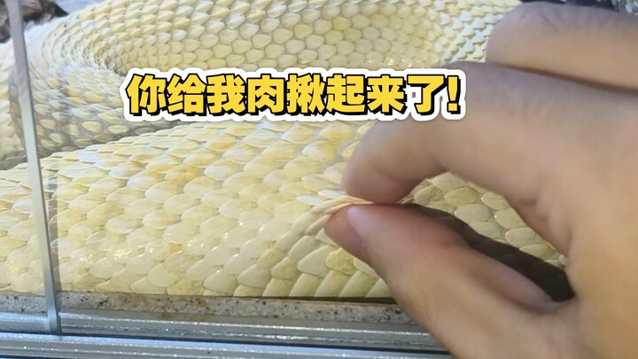 Nhân lúc rắn đuôi chuông đang ngủ thì nhột vào chỗ nhạy cảm của chúng