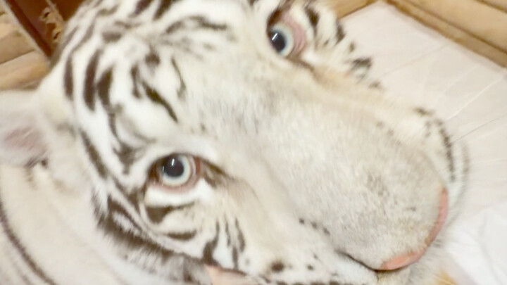 Tiger Roar Compilation