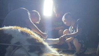 A cow suffered a seizure due to neuralgia and was comforted by the cattle farmer's handsome son.