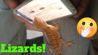 💥Lizard And Reptile Reactions Weekly LOL😂🙃 of 2019| Funny Animal Videos🦎👌