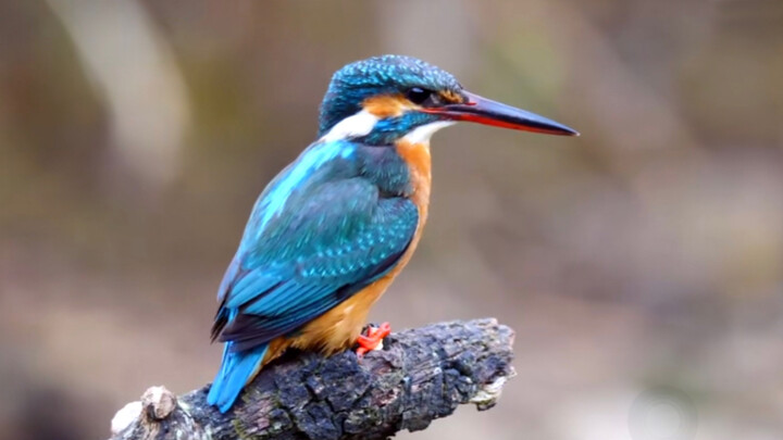 Amazing Kingfisher! It's Addictive?