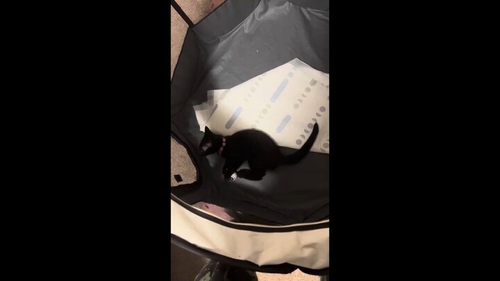 Kitten Playing