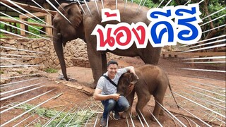 มาดู ความซน ความน่ารัก และ ความทะเล้น ของน้องคีรี🥰🐘 #pataraelephantfarm|baby elephant|elephant
