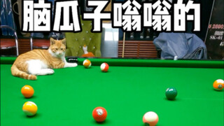 Đầu óc ong ong rồi ha ha