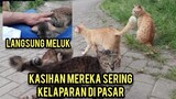 Subhanallah Sering Di Kasih Makan Kucing jalanan Ini Meluk..!