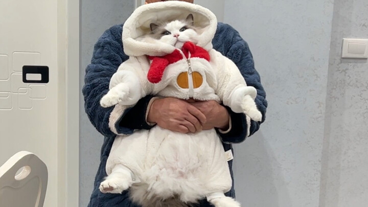 ลูกแมวตัวเล็กหนัก 24 ชั่งก็ซื้อเสื้อผ้าที่พอดีตัวได้สักที!