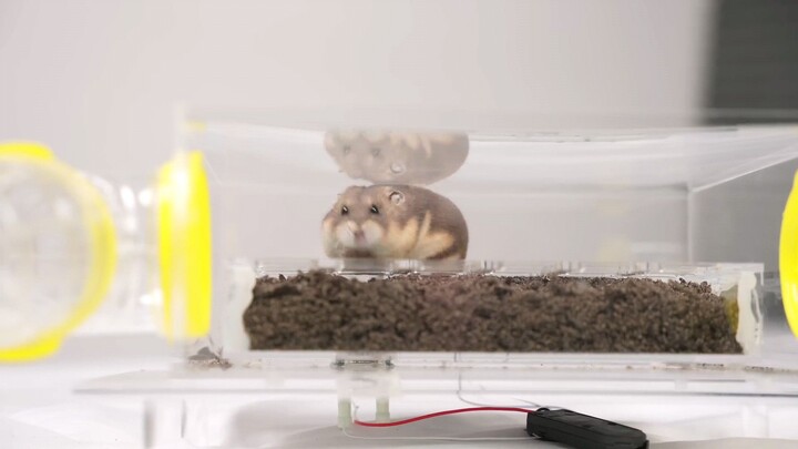 Can a Hamster Survive in the Wild_