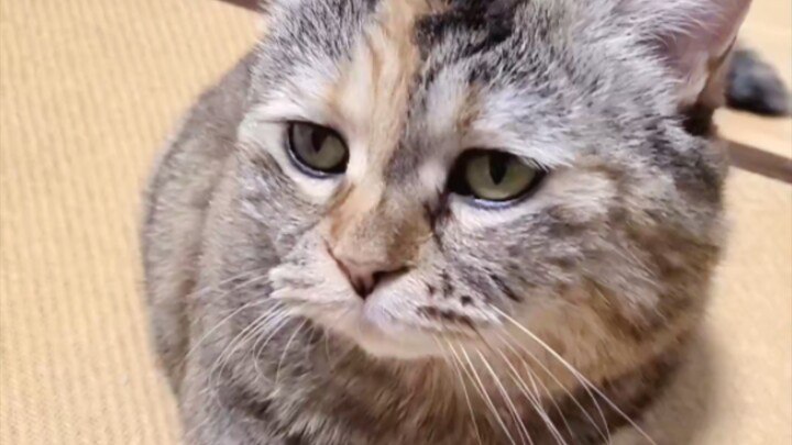 الهموم كثيرة مثل الدهون على البطن