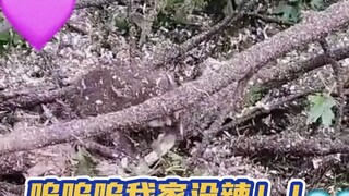 Crispy Noodle Baby