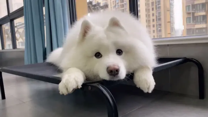 Samoyed dogs really look sily!