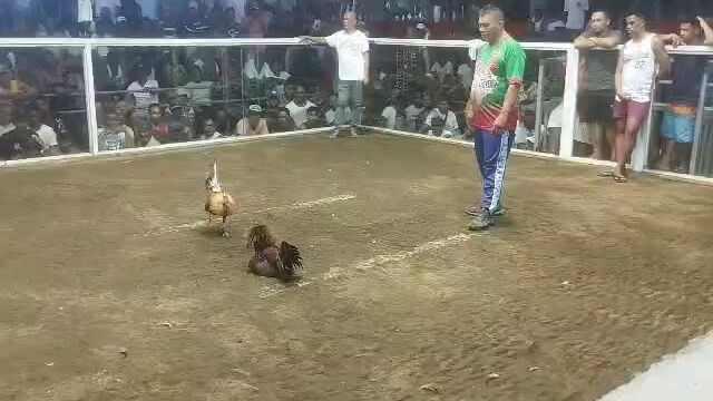 nauhan, pero hnd nagpabaya.for champion, nice game nokis idol@sabong