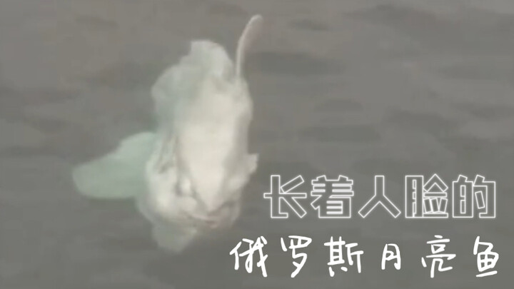 Russian Moonfish with a Human Face